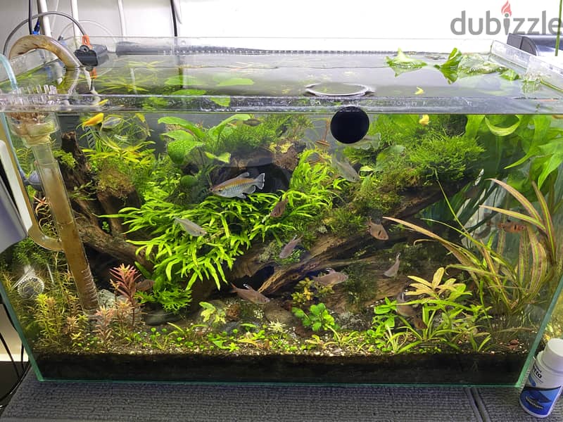 60x35x30cm aquarium 0