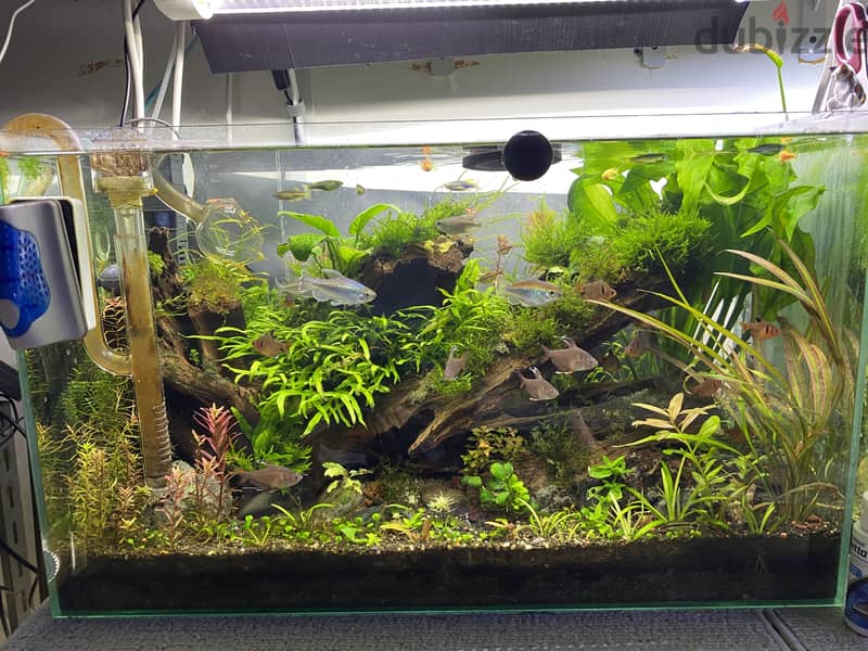 60x35x30cm aquarium 1