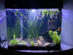 Planted Aquarium for sell