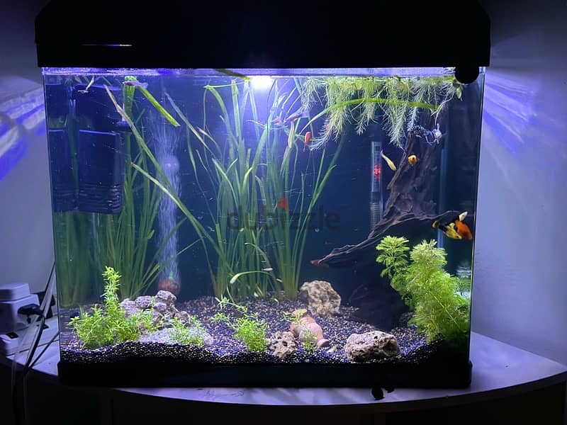 Planted Aquarium for sell 0