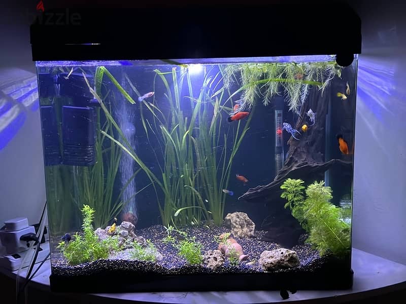 Planted Aquarium for sell 1