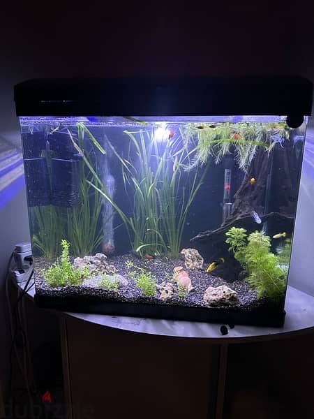 Planted Aquarium for sell 2