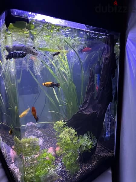 Planted Aquarium for sell 3