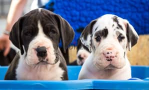 Whatsapp me +96555207281 Great Dane  puppies for sale