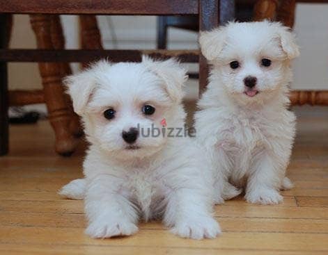 Whatsapp me +96555207281 Maltese  puppies for sale 1