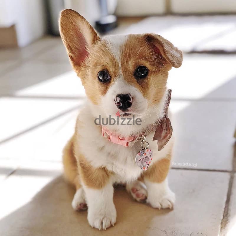 Whatsapp me +96555207281 Pembroke Welsh Corgi puppies for sale 1