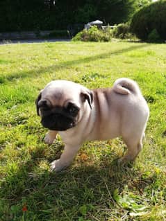 Whatsapp me +96555207281  Pug  puppies for sale