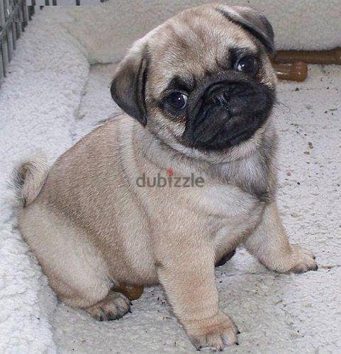 Whatsapp me +96555207281  Pug  puppies for sale 2