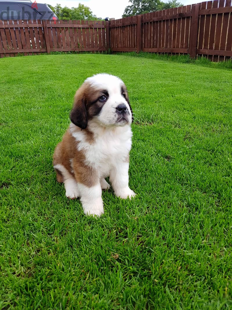 Whatsapp me +96555207281 Saint Bernard puppies for sale 0