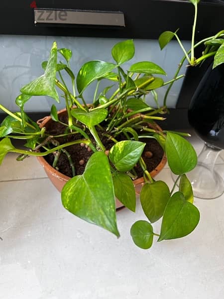 Plants for sale 2