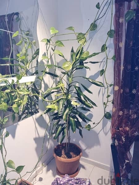 Plants for sale 4