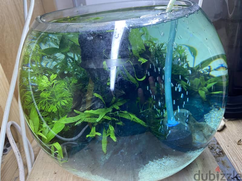 BETTA MEDIUM BOWL WITH PLANTS & SHRIMP 1