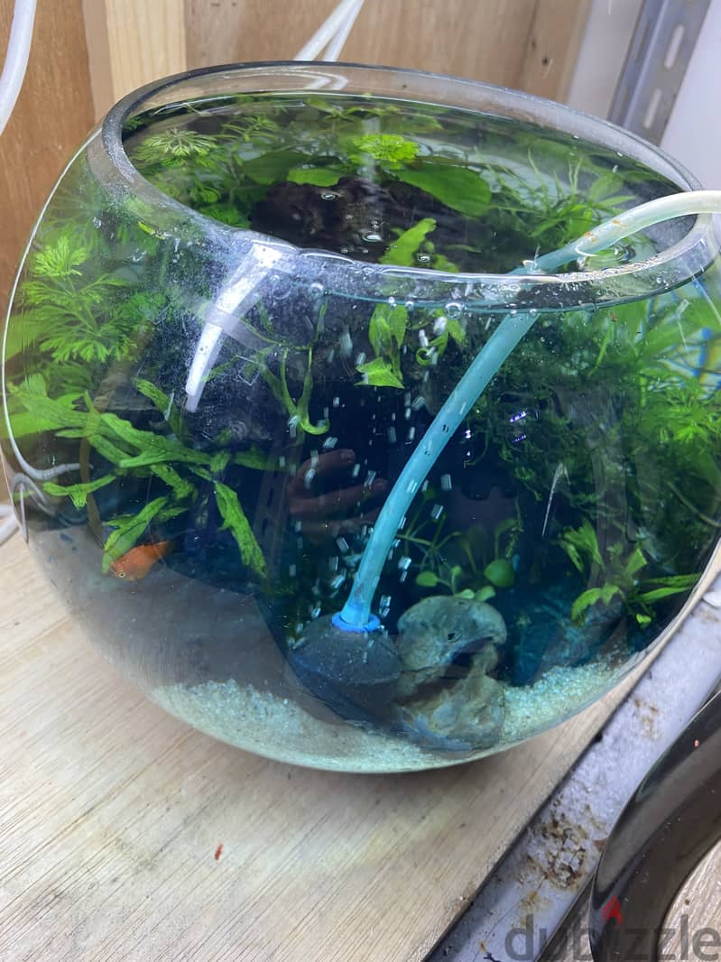 BETTA MEDIUM BOWL WITH PLANTS & SHRIMP 3