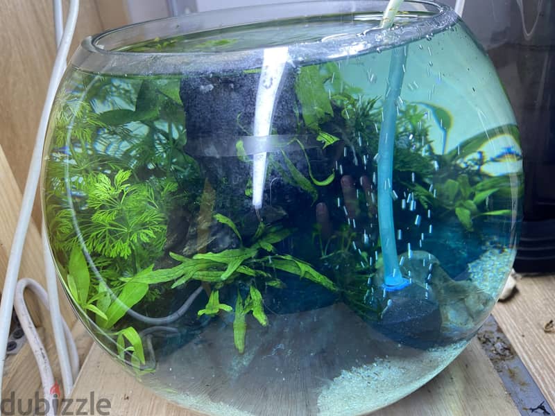 BETTA MEDIUM BOWL WITH PLANTS & SHRIMP 4