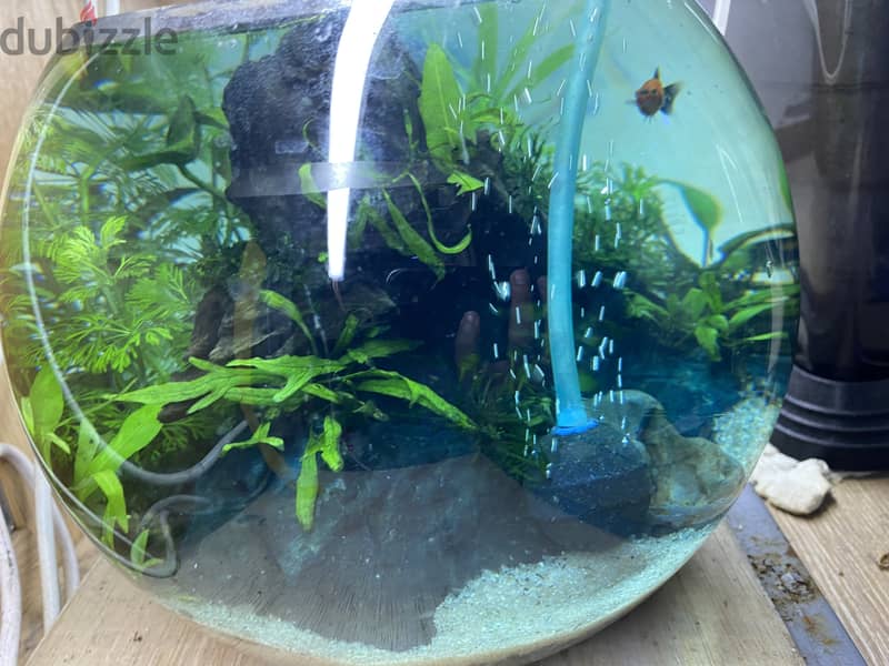 MEDIUM BOWL WITH PLANTS & SHRIMP 5