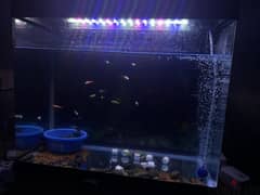 fish tank and fish for sale