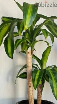 fortune plant  Dracaena fragrans 0