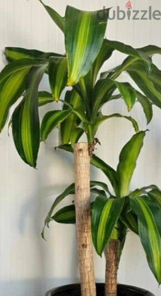 fortune plant  Dracaena fragrans