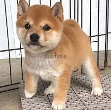 Whatsapp me +96555207281 Shiba Inu puppies for sale 1