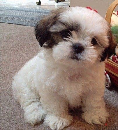 Whatsapp me +96555207281 Shih Tzu  puppies for sale 1