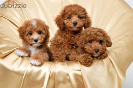 whatsapp me +96555207281 Vaccinated Toy poodle puppies for sale 0