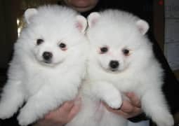 Whatsapp me +96555207281 Vaccinated Pomeranian puppies for sale