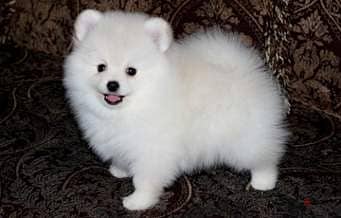 Whatsapp me +96555207281 Vaccinated Pomeranian puppies for sale 1