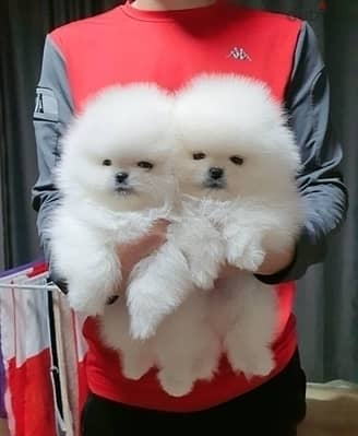 Whatsapp me +96555207281 Vaccinated Pomeranian puppies for sale 2