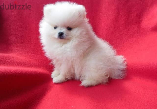 Whatsapp me +96555207281 Two Pomeranian puppies for sale 0