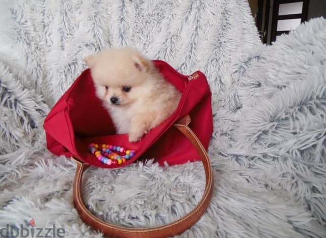 Whatsapp me +96555207281 Two Pomeranian puppies for sale 1