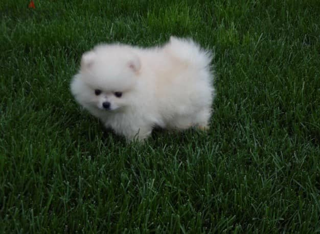 Whatsapp me +96555207281 Two Pomeranian puppies for sale 2