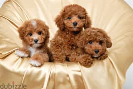 Whatsapp me +96555207281 Pure Toy poodle puppies for sale