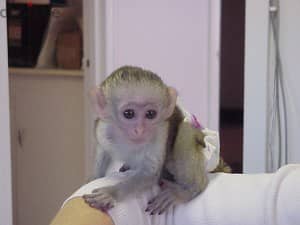 Whatsapp me +96555207281 Cute Capuchin Monkeys for sale 1