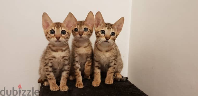 Whatsapp me +96555207281 Savannah kittens for sale 1