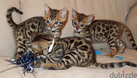 Whatsapp me +96555207281 Bengal kittens for sale 1