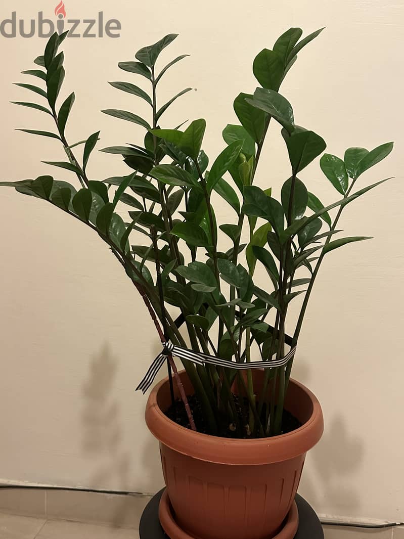 House plants 1