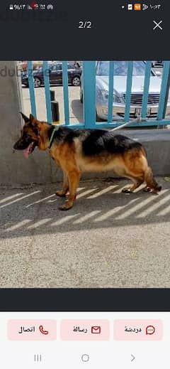 German Shepherd for sale 0