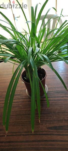 indoor plant 1