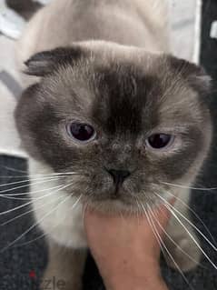 Scottish fold cat for a adoption 0