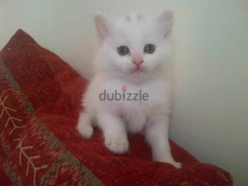 Whatsapp me +96555207281 Turkish Angora  kittens for sale 0