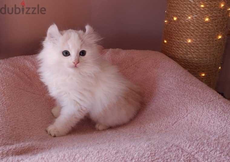 Whatsapp me +96555207281 American Curl kittens for sale 1