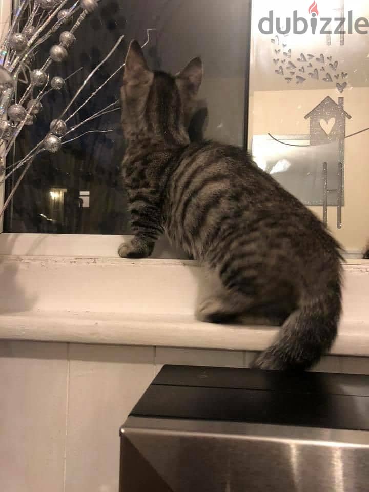 Whatsapp me +96555207281 Munchkin kittens for sale 1