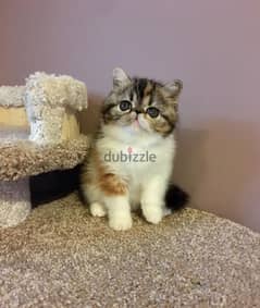 Whatsapp me +96555207281 Exotic Shorthair  kittens for sale 0