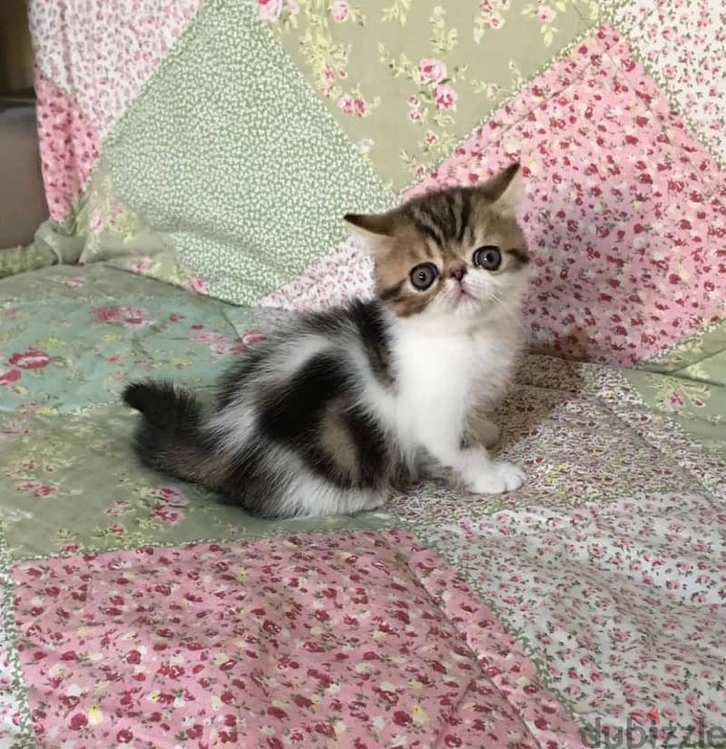 Whatsapp me +96555207281 Exotic Shorthair  kittens for sale 1