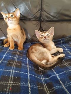 Whatsapp me +96555207281 Abyssinian kittens for sale