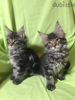 Whatsapp me +96555207281 Maine Coon kittens for sale 0