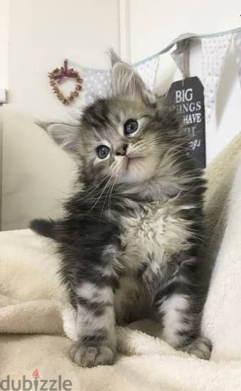 Whatsapp me +96555207281 Maine Coon kittens for sale 1