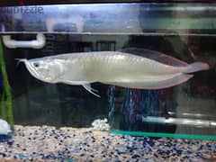 SILVER AROWNA FISH negotiable 0