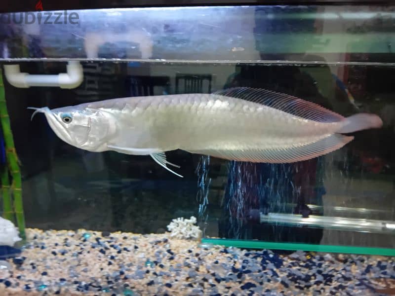 SILVER AROWNA FISH negotiable 0