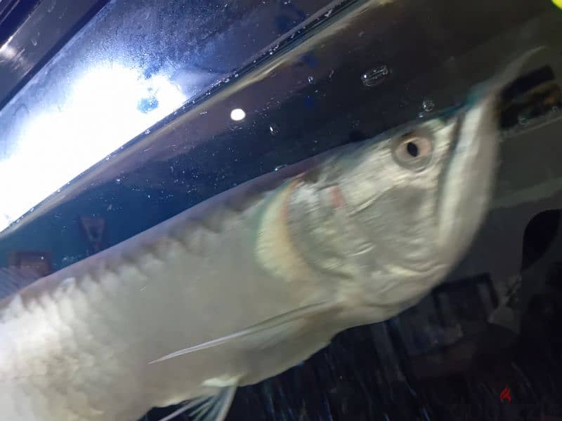 SILVER AROWNA FISH negotiable 1